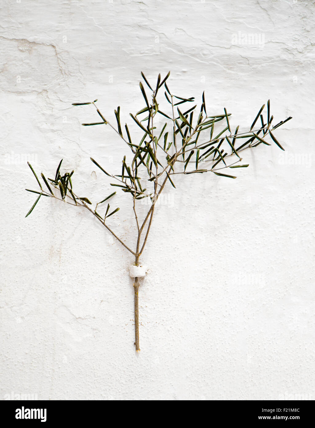 Olive Branch an der Wand Stockfoto