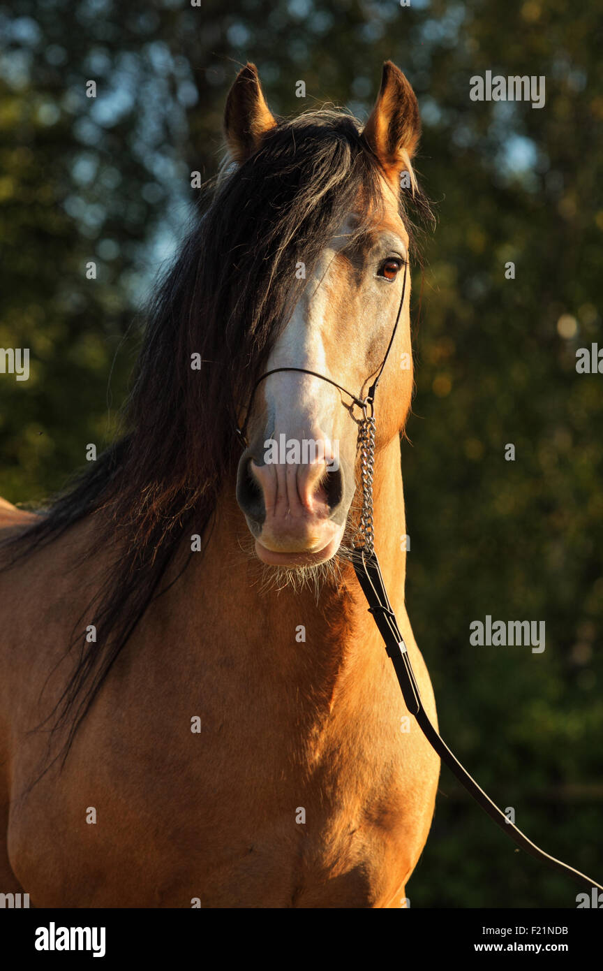 Tinker Reisenden pony Stockfoto