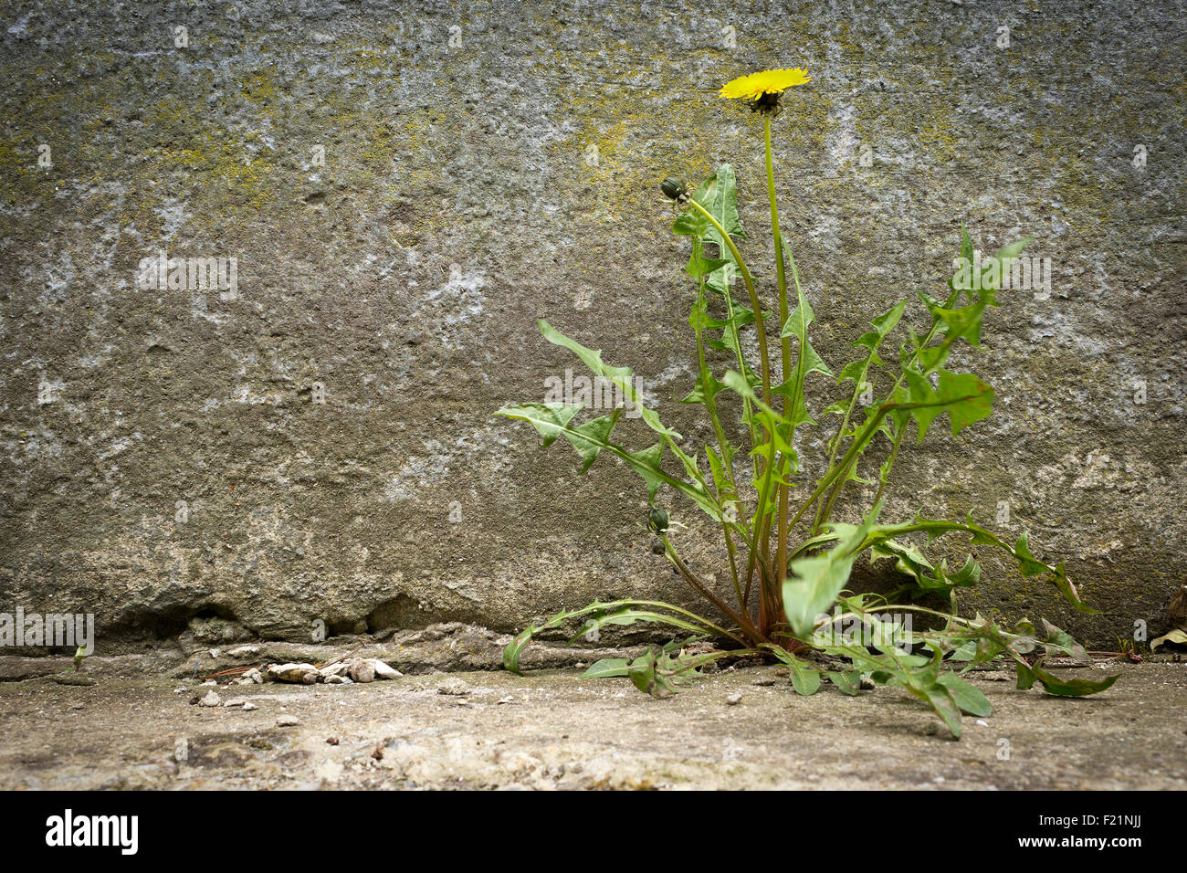 Löwenzahn mit Blume, Wachstum des Betons Stockfoto