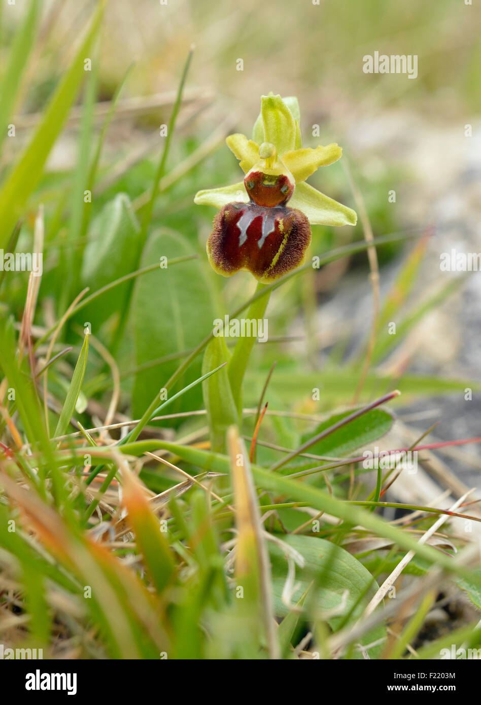 Frühen Spider Orchid - Ophrys Sphegodes seltene Blume Stockfoto