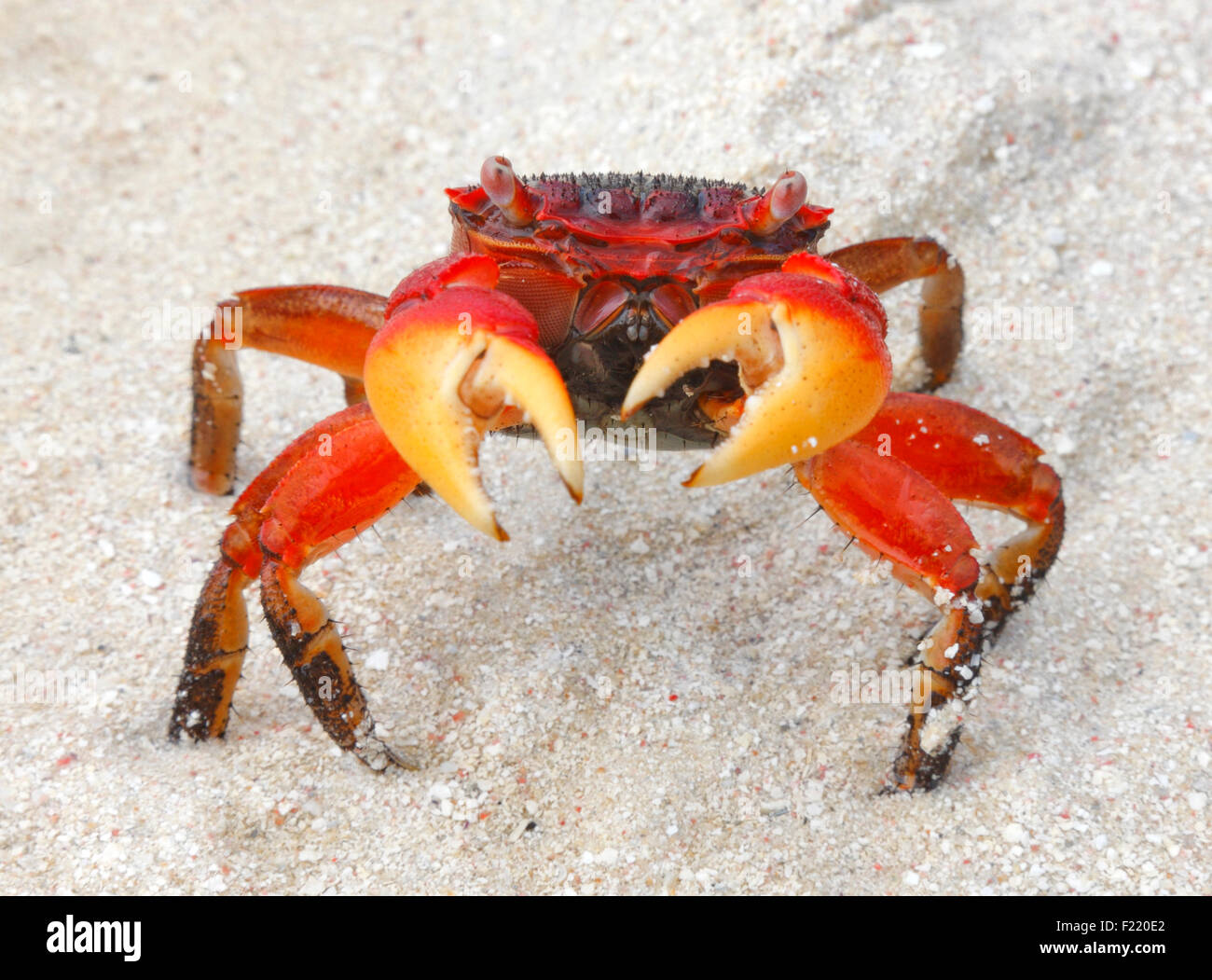 Rote Krabbe hautnah am Strand, Seychellen. Stockfoto