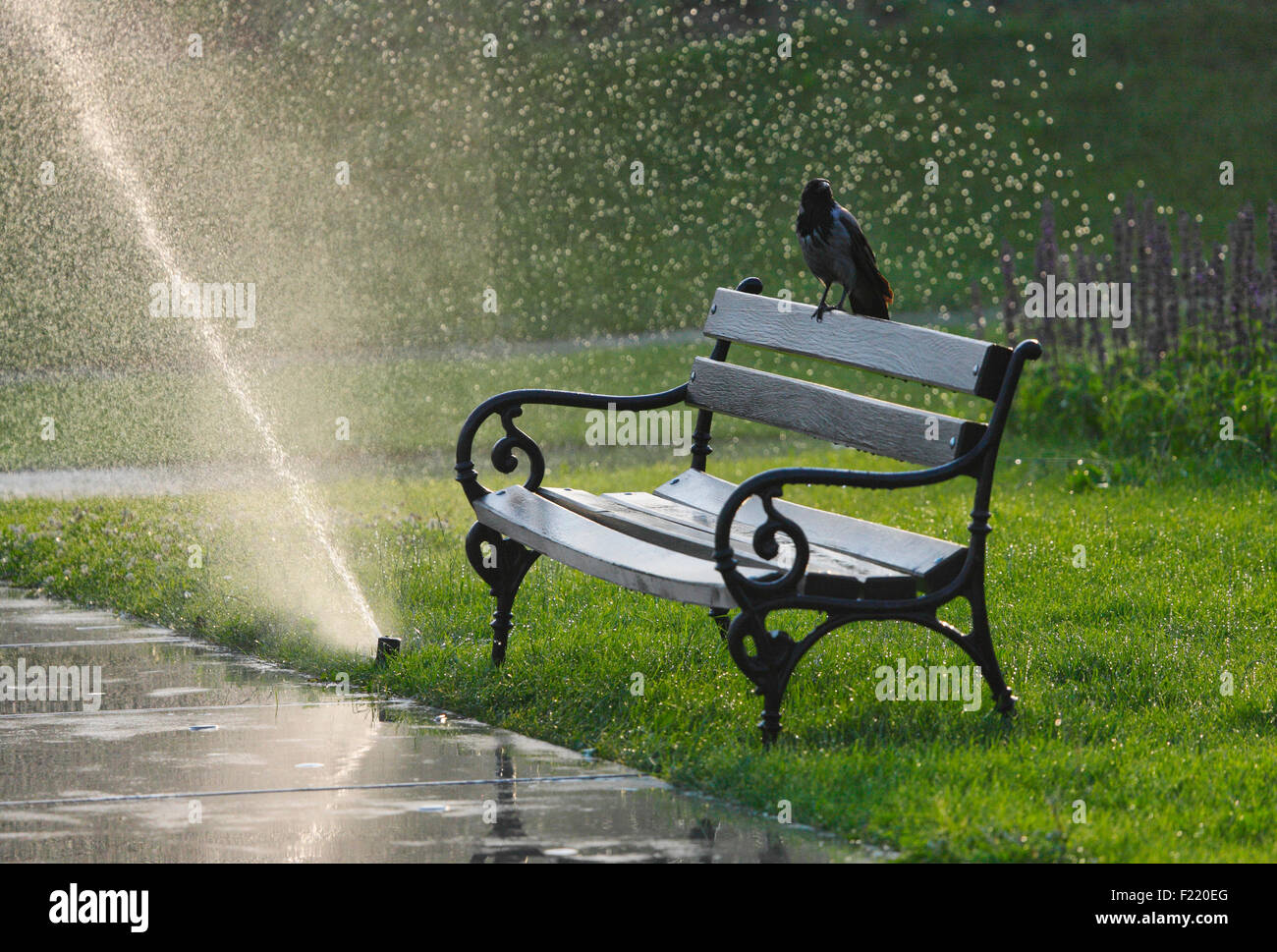 Rabe auf der Bank im park Stockfoto