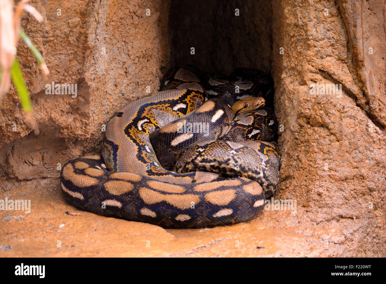 Burmesischen python Stockfoto