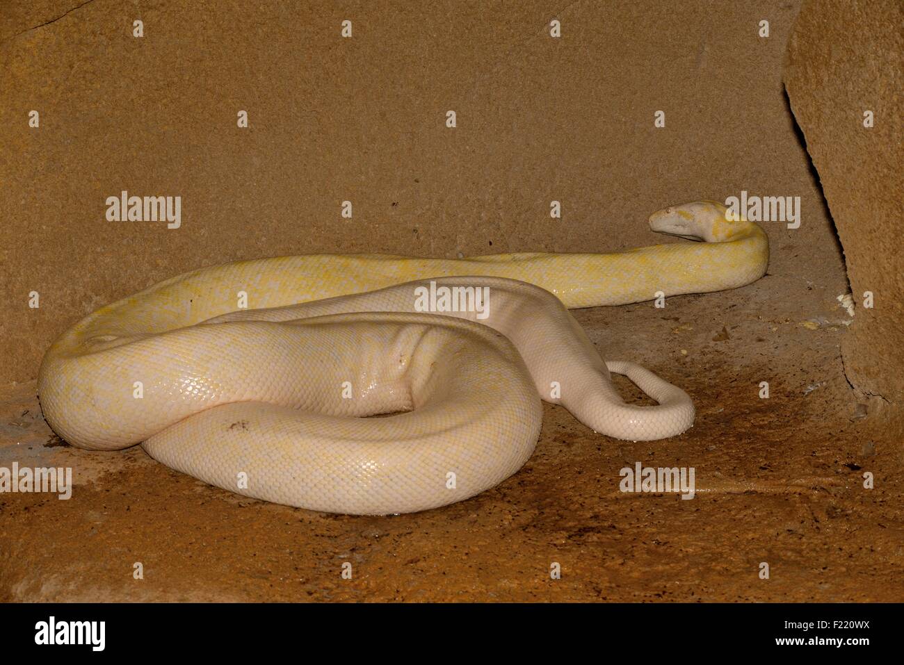 Menschen mit Albinismus burmesischen python Stockfoto