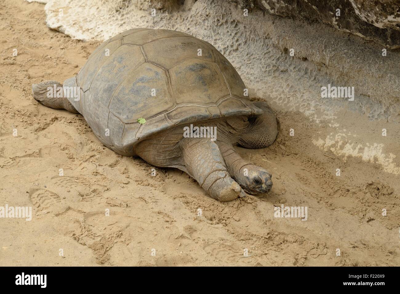 Riesenschildkröte Stockfoto