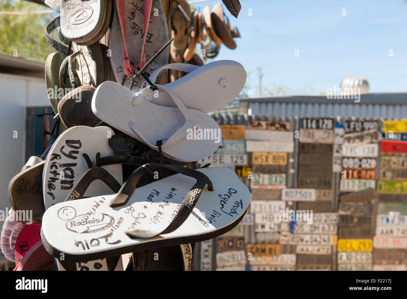 Eine Legende der Outback des Northern Territory: Daly Waters Pub.Here: der australische Tanga-Baum Stockfoto