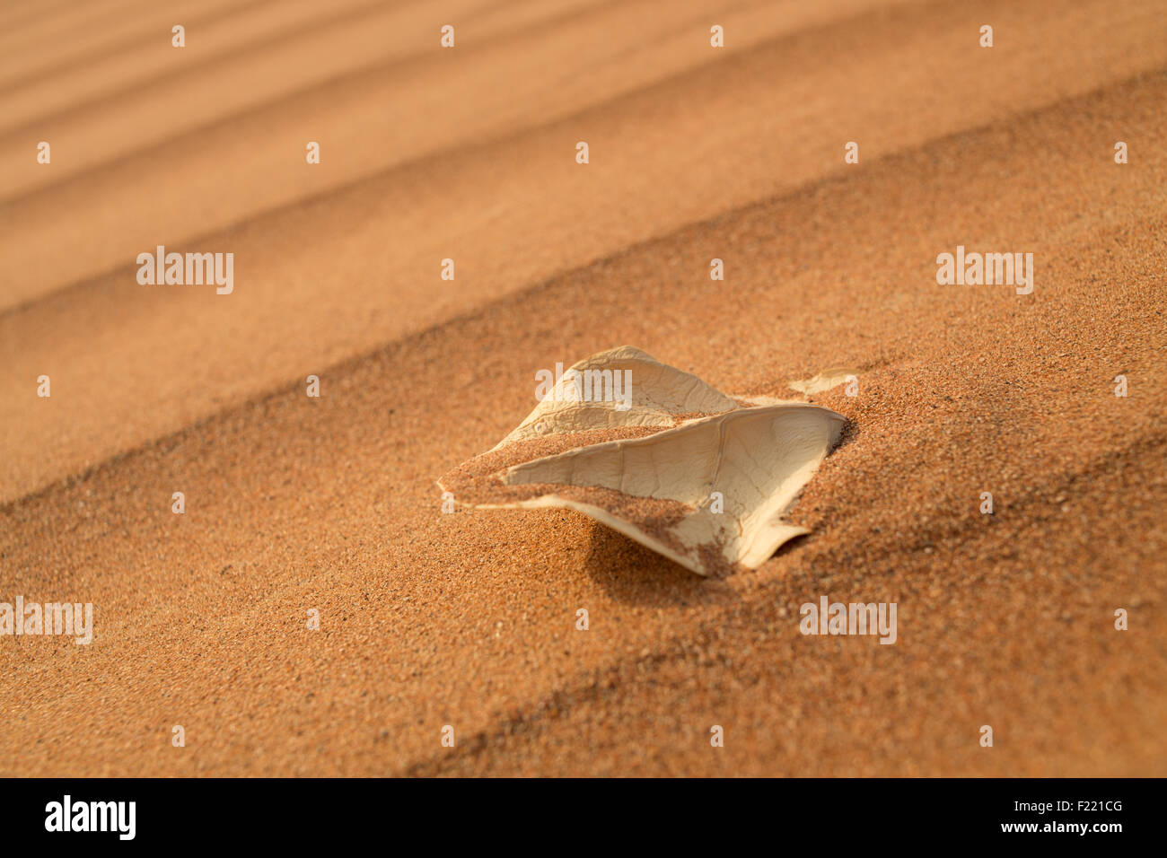 Tot und trockenen Blatt sitzen in einer Sanddüne Stockfoto