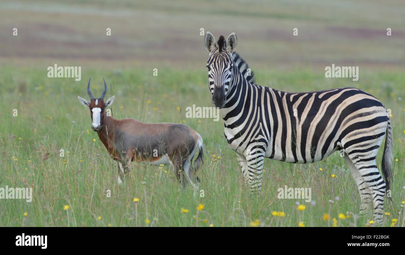 Natur, wilde Tiere - Seele Buddies, Bontebok und Zebra Stockfoto