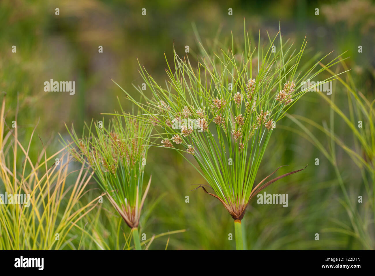 Papyrus-Segge, Papier Reed, indische Matten Pflanze, Nil Rasen, jedoch Papyrus, Papyrusstaude, Zyperngras, Papier, Cyperus papyrus Stockfoto