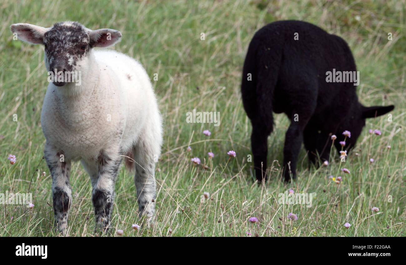 Weißes Und Schwarzes Schaf Stockfoto