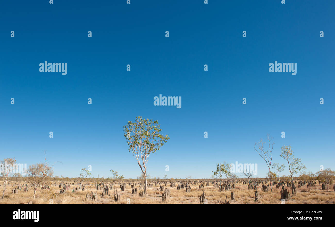 Termitenhügel entlang der Burke Entwicklung Straße nach Normanton, Queensland, Australien Stockfoto