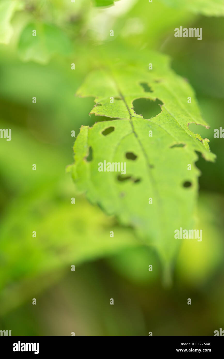 Ein grünes Blatt mit vielen Löchern drin gegessen durch einen Bug. Stockfoto