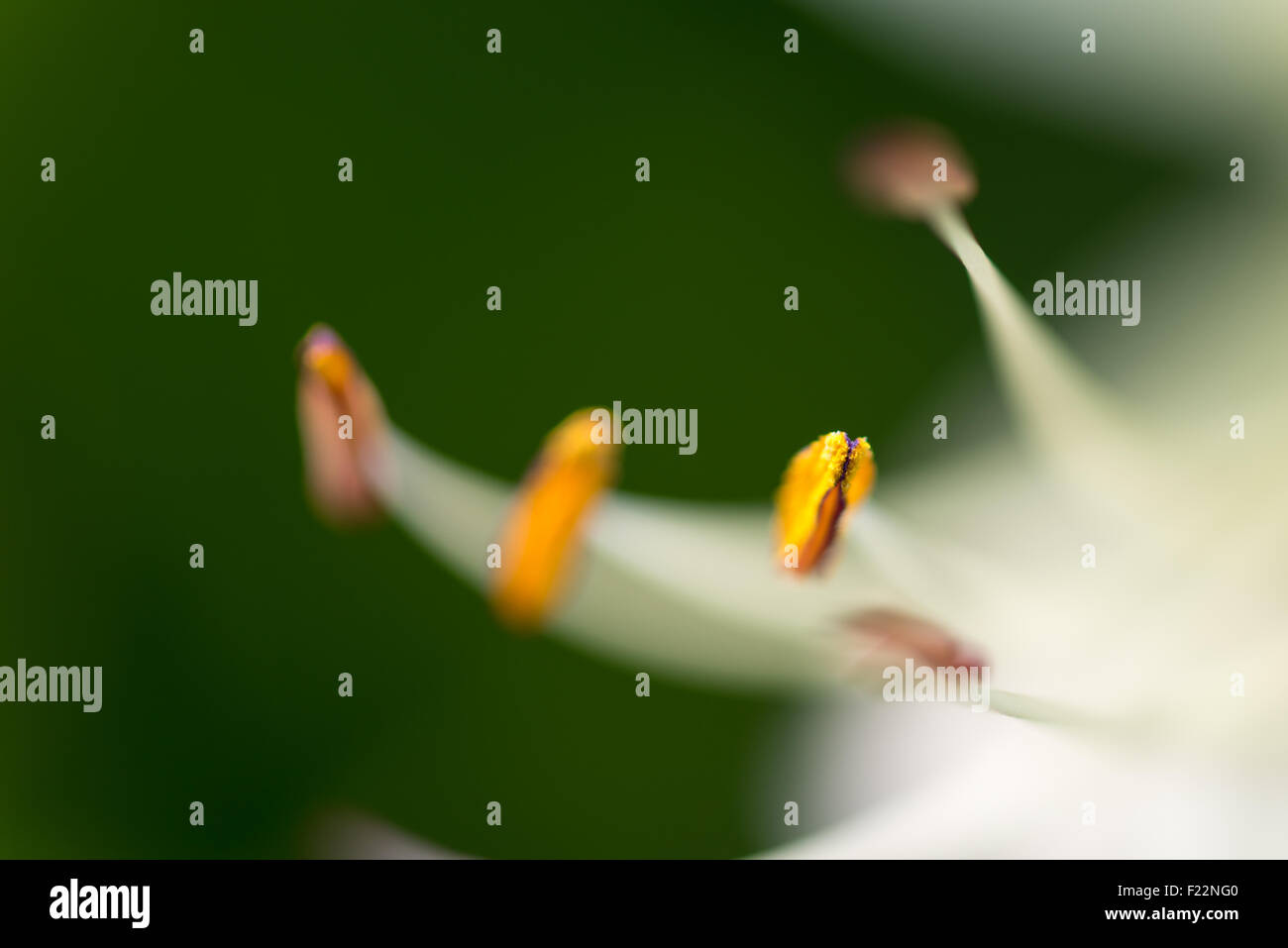 Eine Makroaufnahme des gelben Staubgefäßen auf eine weiße Blume. Stockfoto