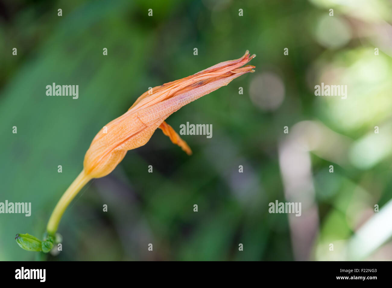 Eine orangefarbene Blume, die noch nicht geblüht hat. Stockfoto