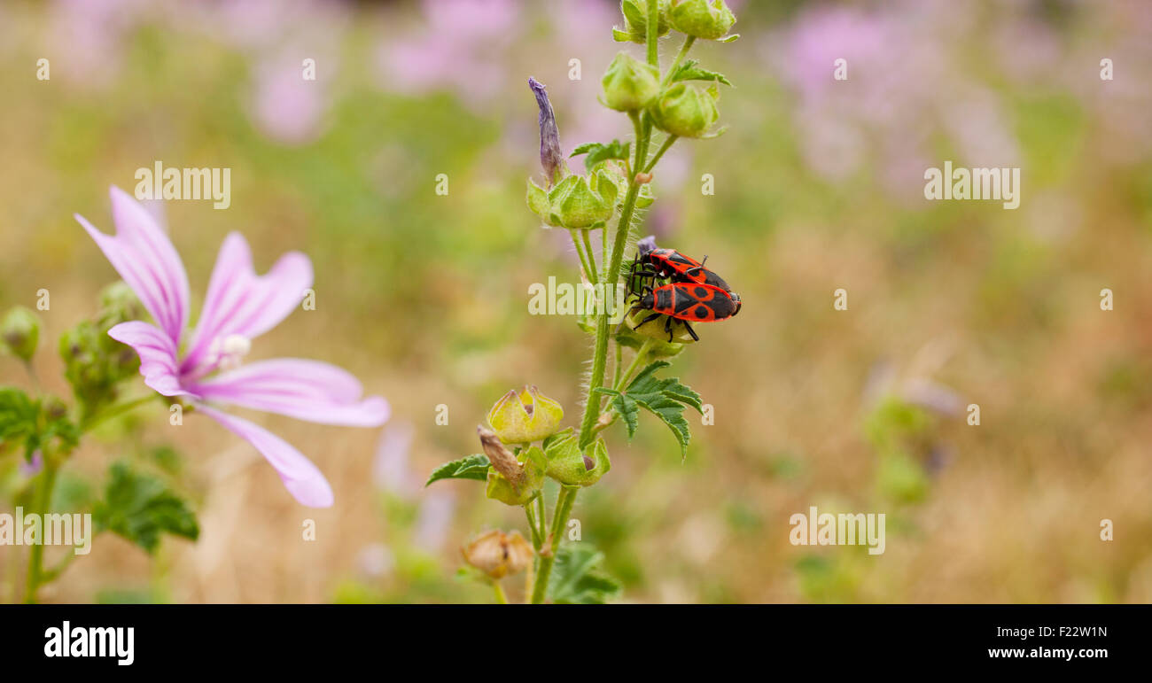 Ansicht der Käfer auf malvas Stockfoto