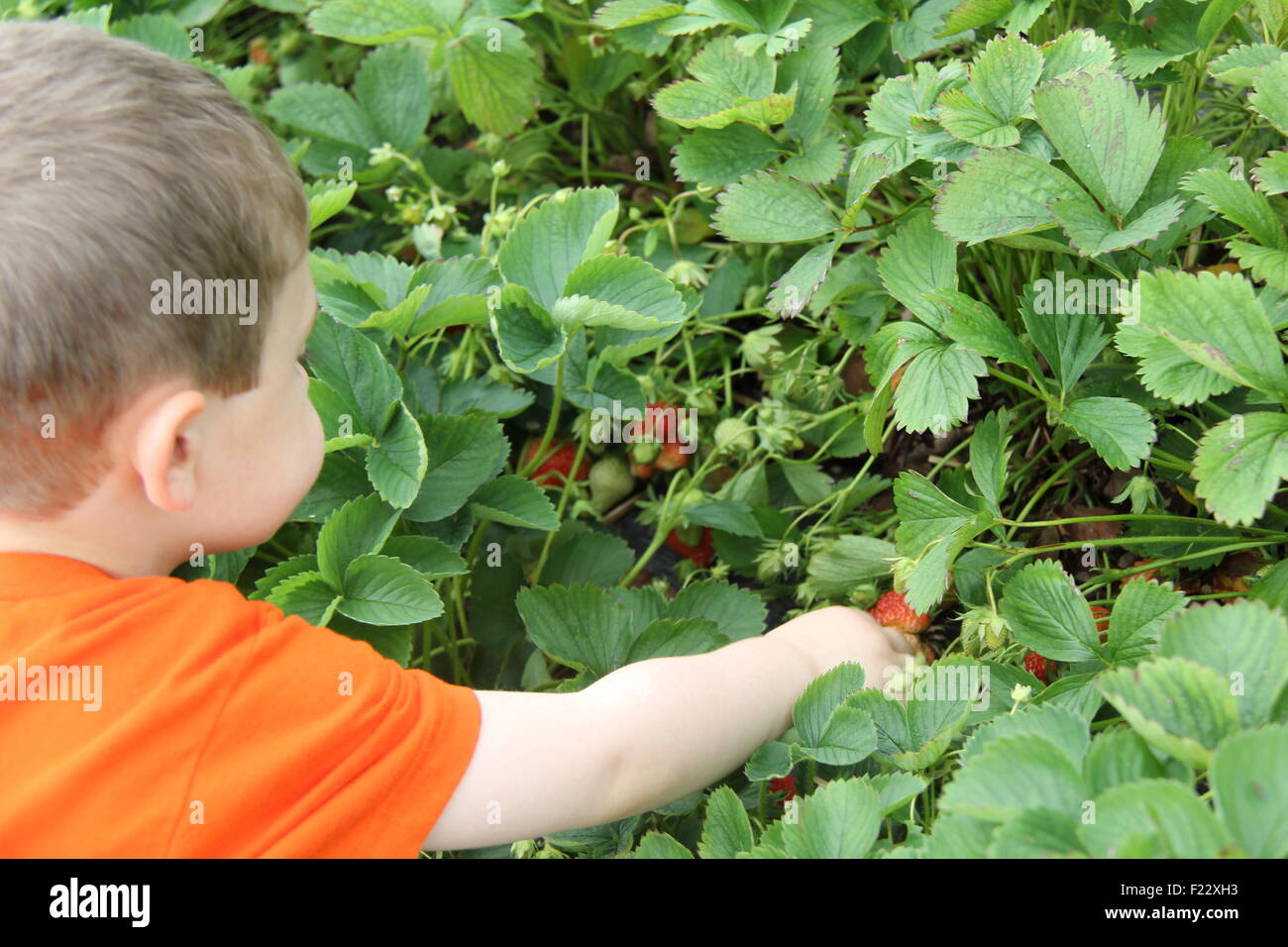 Kind Erdbeer-Ernte in einem Feld Stockfoto