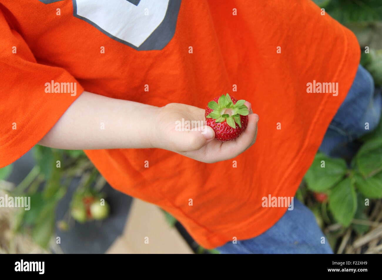 Kind Erdbeeren pflücken Stockfoto