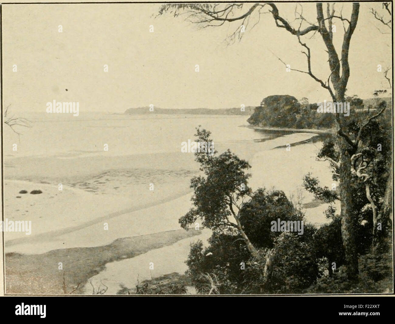 Der Wirtschafts-und Währungsunion: offizielles Organ der Australasian Ornithologists Union Stockfoto