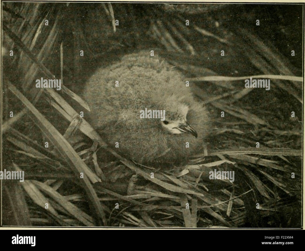 Der Wirtschafts-und Währungsunion: offizielles Organ der Australasian Ornithologists Union Stockfoto
