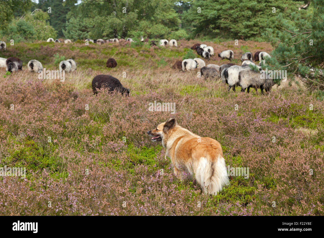 Schäferhund beobachten Schafe, Lueneburg Heath in der Nähe von Wilsede, Niedersachsen, Deutschland Stockfoto