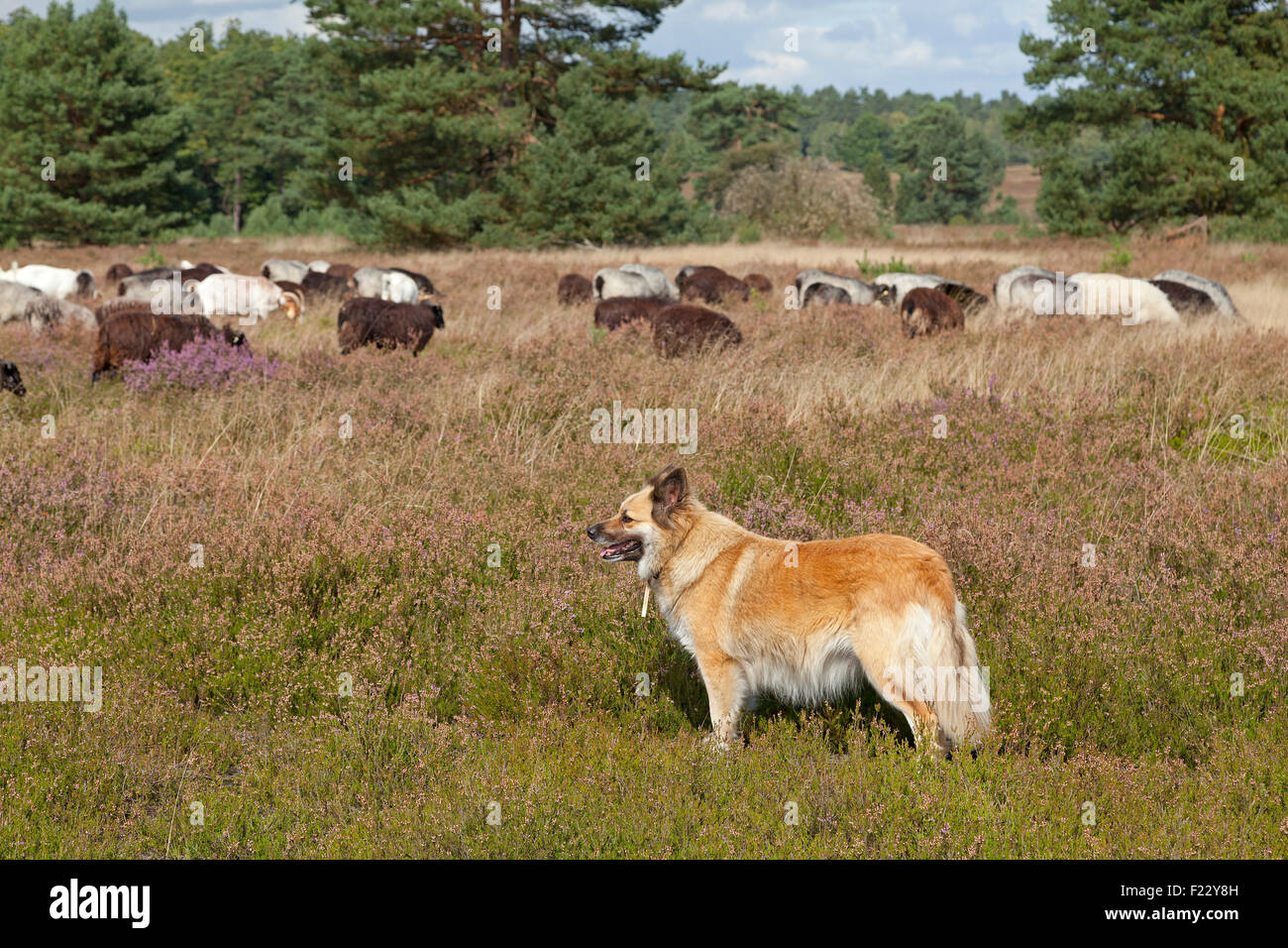 Schäferhund beobachten Schafe, Lueneburg Heath in der Nähe von Wilsede, Niedersachsen, Deutschland Stockfoto