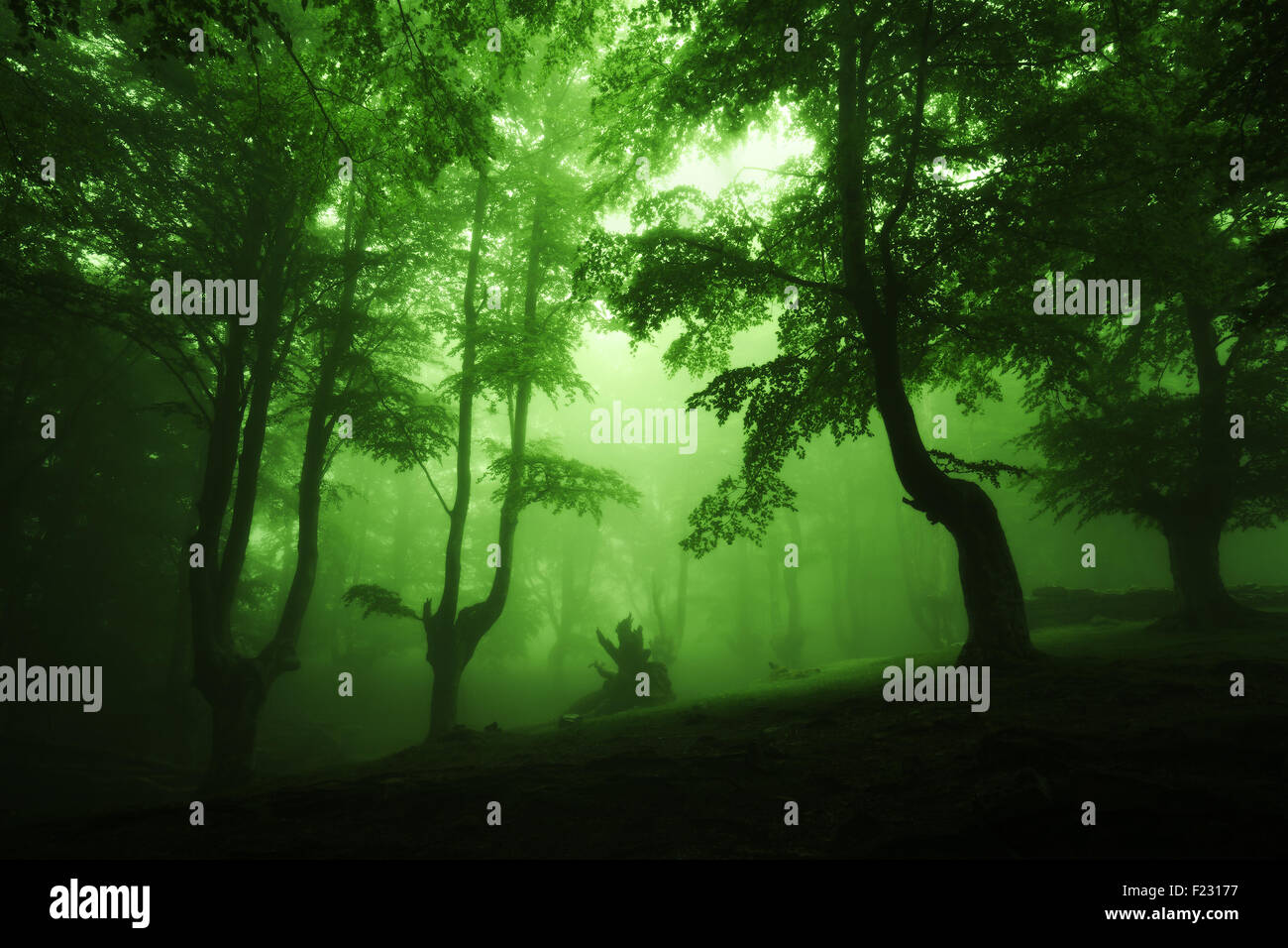 dunkle tiefen Wald mit grünem Nebel Stockfoto