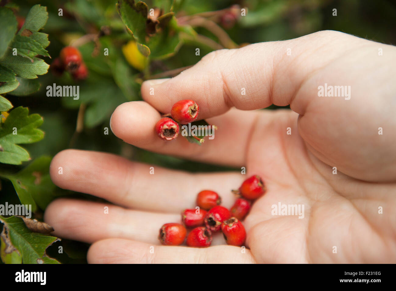 Nahaufnahme von einem Sammler Hand Kommissionierung roten Weißdornbeeren aus der Hecke. Stockfoto