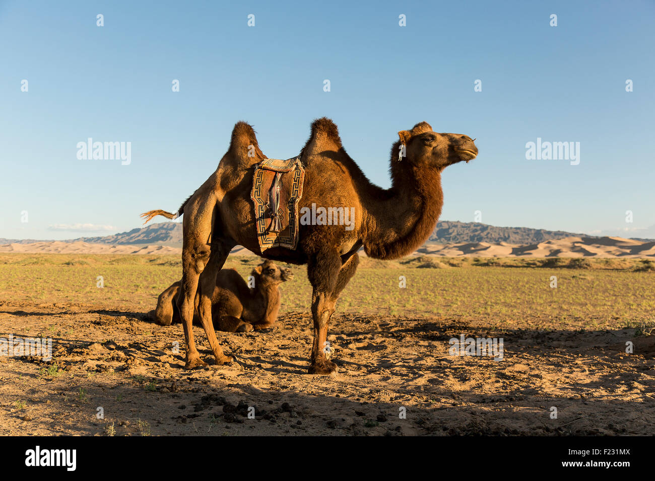 Mongolische Kamele sitzen und stehen in der Wüste Gobi Stockfoto