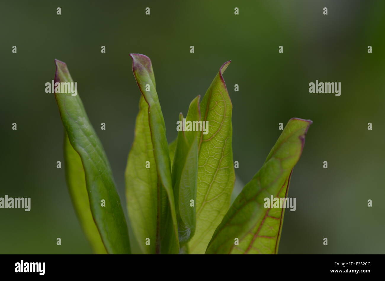 Vier grüne und violette Blätter Stockfoto