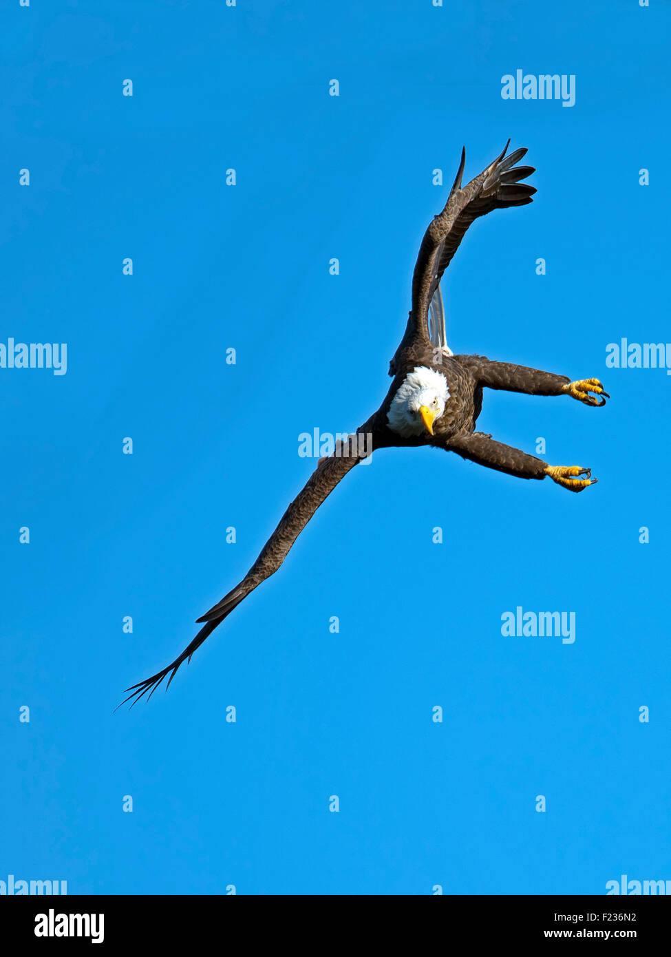 Weißkopfseeadler im Flug Stockfoto