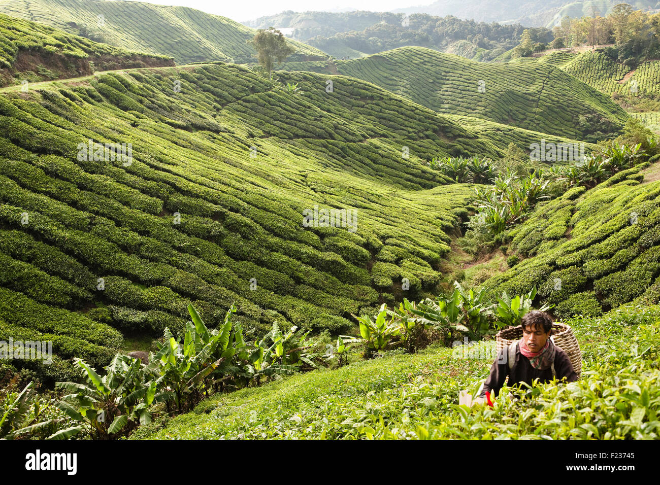 Ernte Tee an der BOH Tea Plantation Cameron Highlands Malaysia Stockfoto