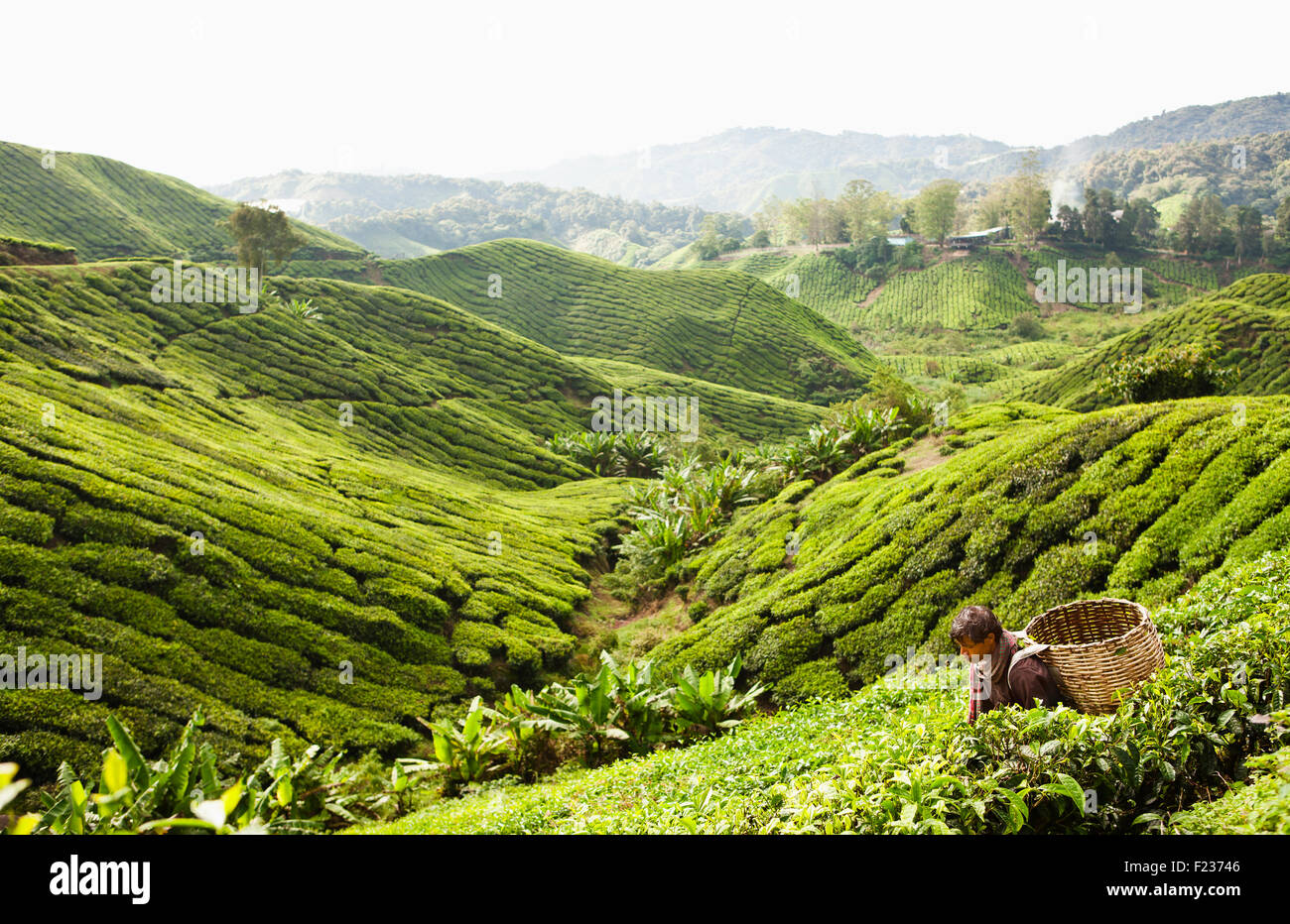 Ein Feldarbeiter nimmt Tee bei der BOH-Teeplantage, Cameron Highlands, Malaysia. Stockfoto