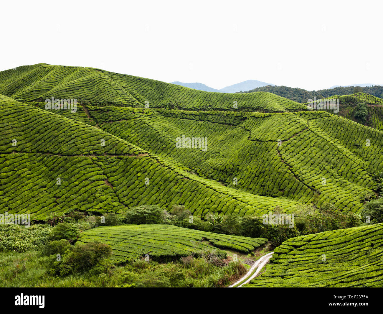 BOH Tee Plantage, Cameron Highlands, Malaysia. Stockfoto