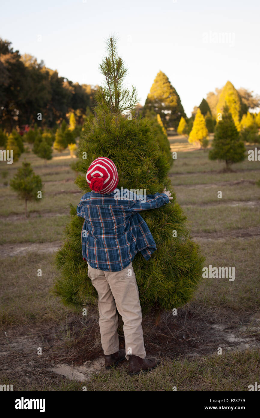 Ein Junge legt seinen Arm um eine Tanne auf einem Weihnachtsbaum-Bauernhof. Stockfoto