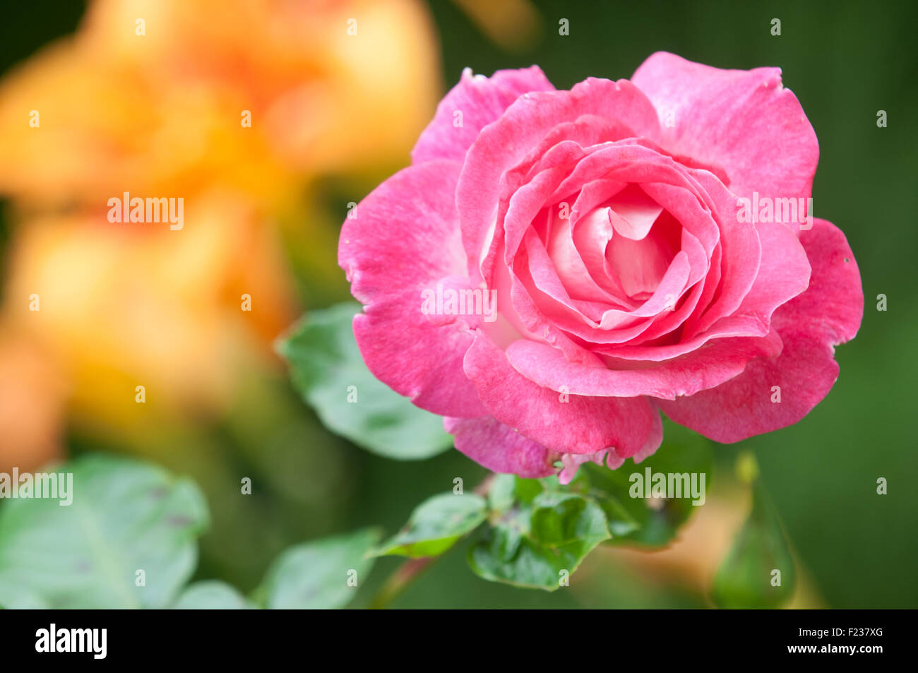 Nahaufnahme einer einzigen rosa Rose Stockfoto