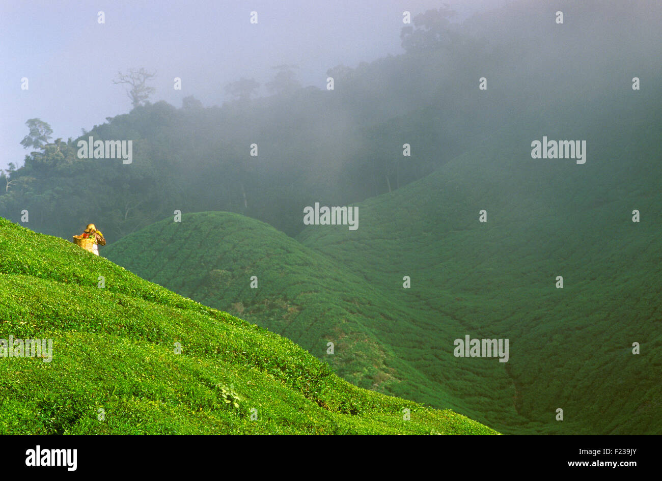 Ein Bauernhof Arbeiter ernten Teeblätter auf einer Teeplantage Cameroon Highlands Malaysia Stockfoto