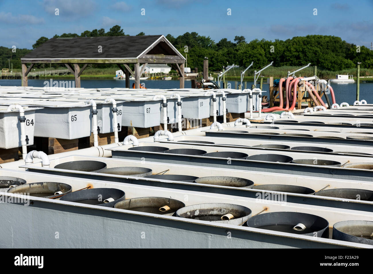 Cherrystone Aqua Bauernhof Brüterei Panzer produzieren Muscheln und Austern, Cheriton, Virginia, USA Stockfoto