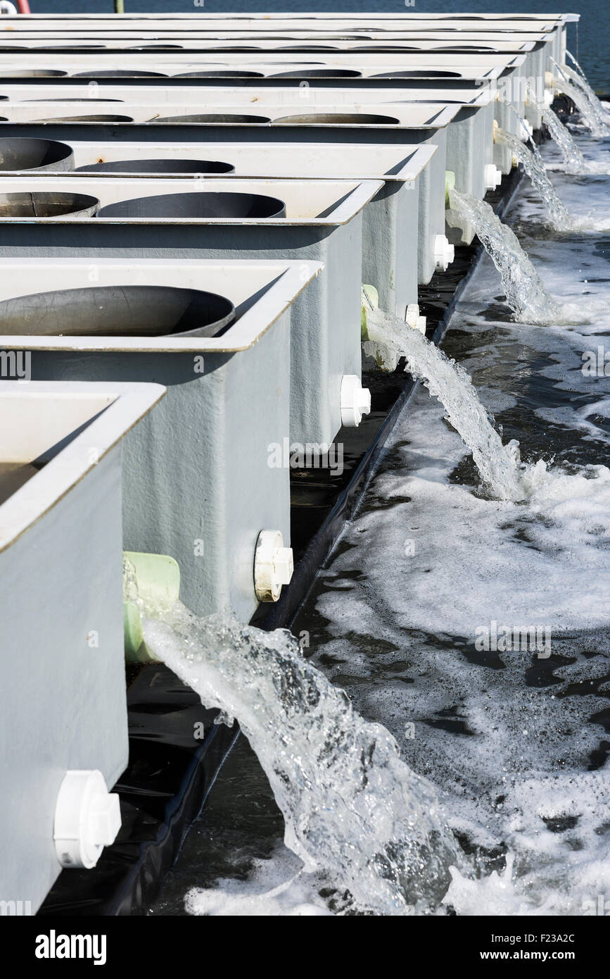 Cherrystone Aqua Bauernhof Brüterei Panzer produzieren Muscheln und Austern, Cheriton, Virginia, USA Stockfoto