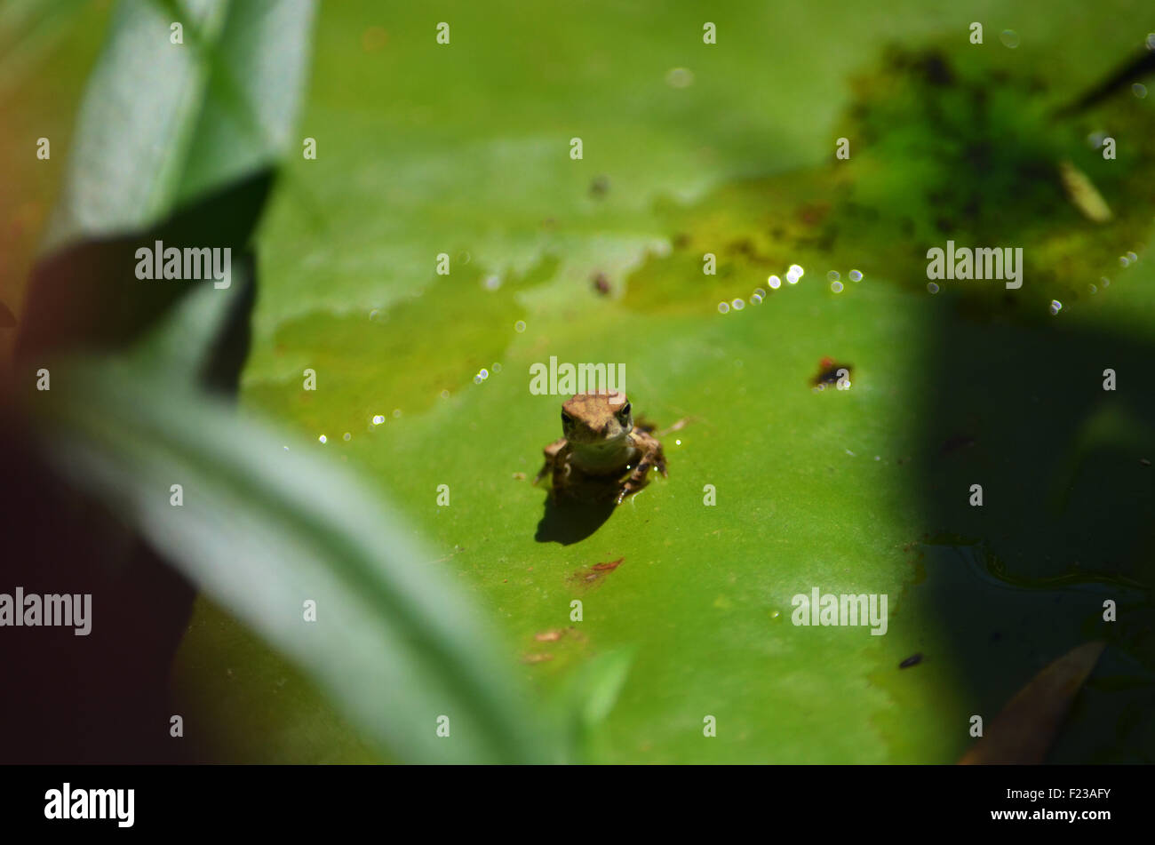 Baby-Frosch auf ein Seerosenblatt. Stockfoto
