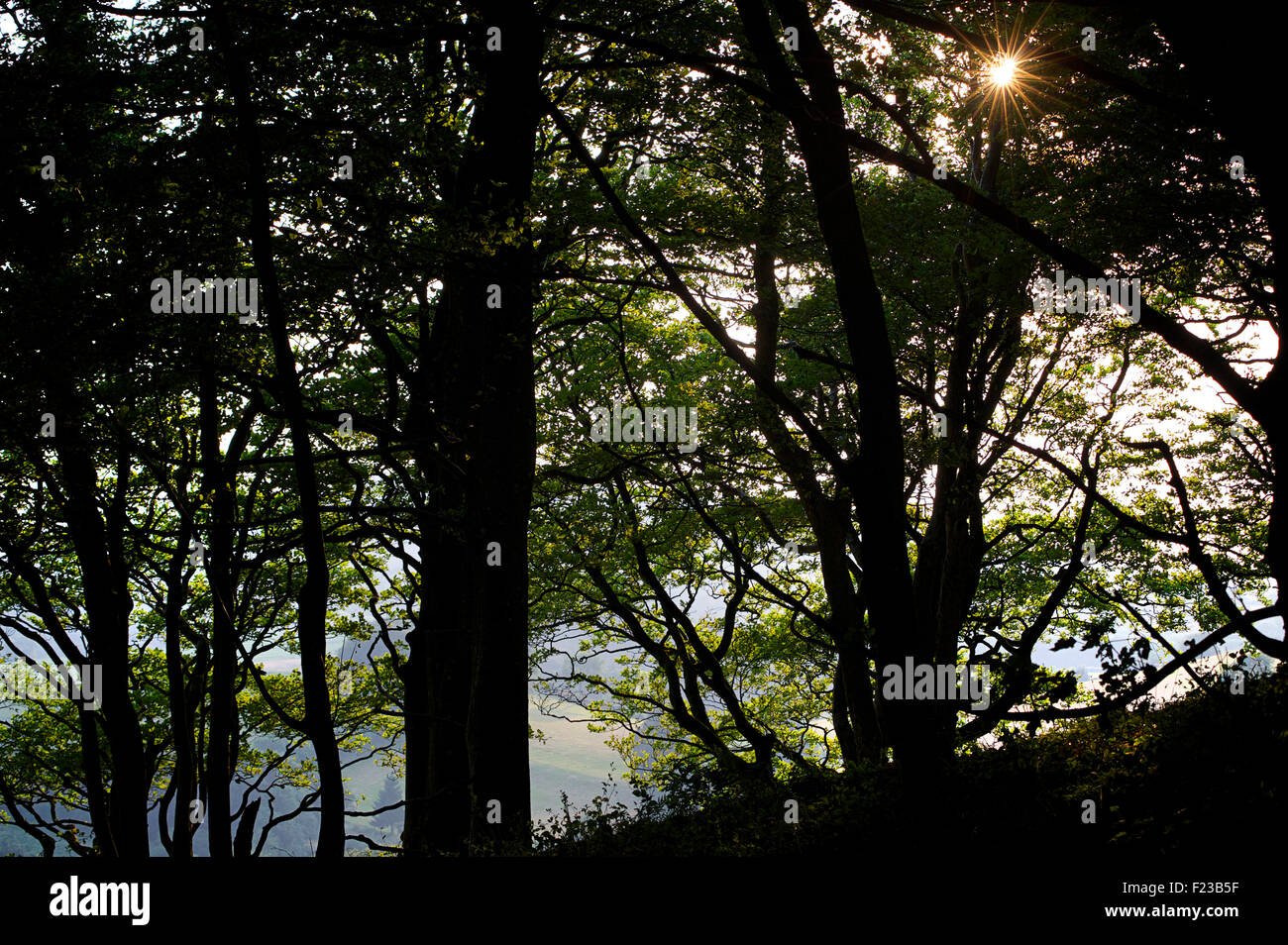 Baum Laub am Lewesdon Hügel, Dorset, England Stockfoto