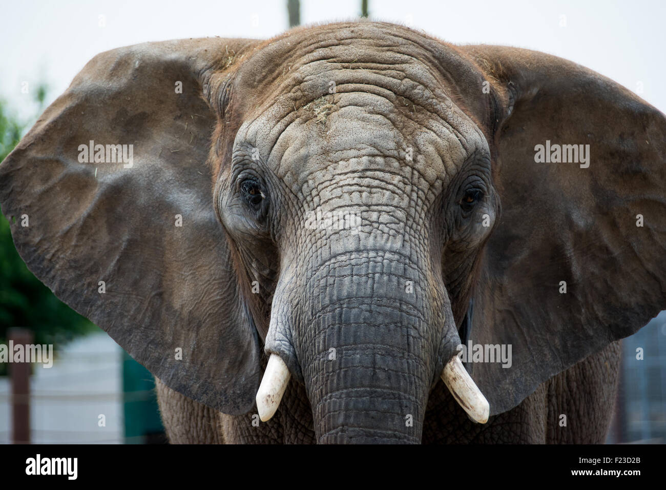Erwachsenen Elefantenkopf Stockfotografie Alamy