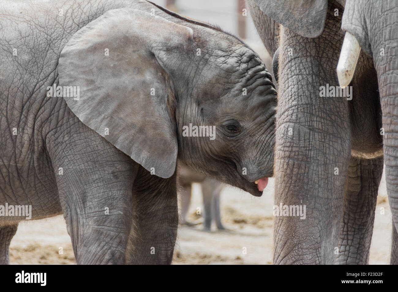 Junger Elefant Kalb trinken bei Mutter Stockfoto