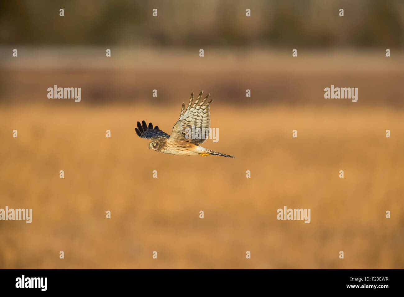 Juvenile Männchen Northern Harrier (Circus Cyaneus) Tiefflug über das Marschland auf der Suche nach Nahrung in Northern New Jersey Stockfoto