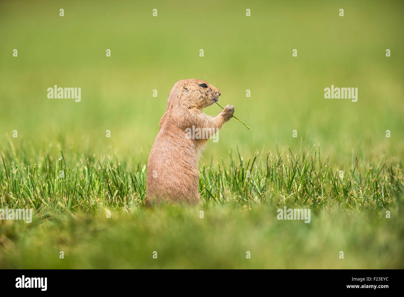 Black-tailed Prairie Dog Essen einen Grashalm, hielt sie in seinen Pranken - Boulder, Colorado Stockfoto Black-tailed Prairie Dog Essen einen Grashalm, hielt sie in seinen Pranken - Boulder, Colorado Stockfoto