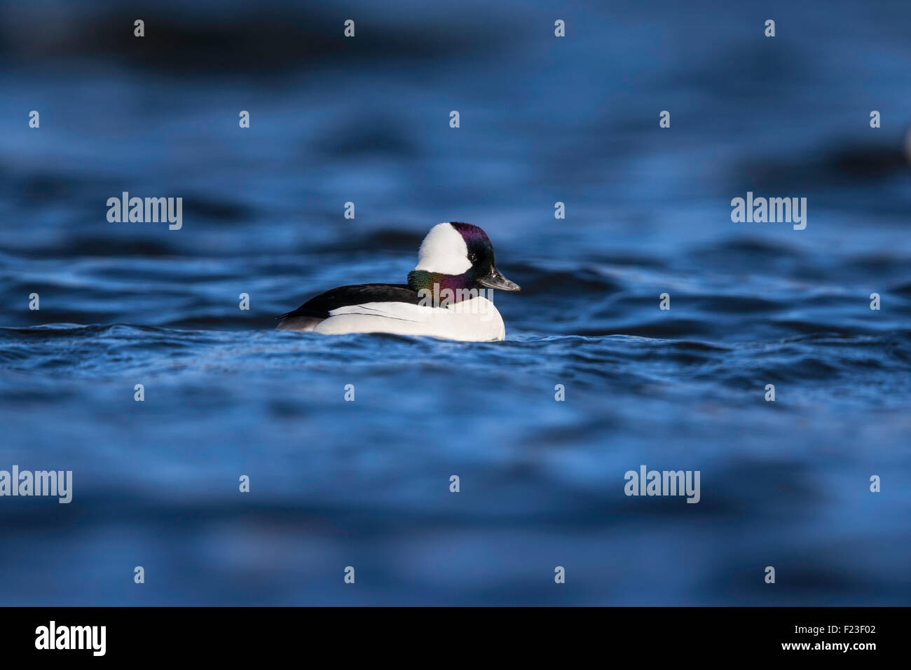 Erwachsene männliche Bufflehead, wandernde kleine Ente schwimmen auf einem See in New Jersey, USA Stockfoto