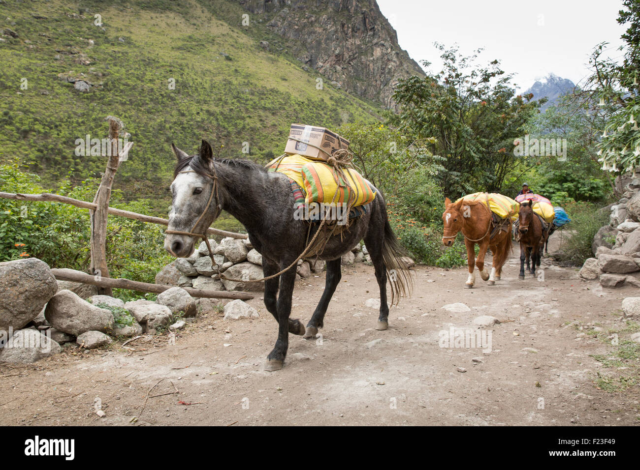 Peru, Piscacucho, Linie von Pferden Wanderer Lieferungen Inka-Trail nach Machu Picchu Urubamba-Fluss entlang spazieren tragen Stockfoto
