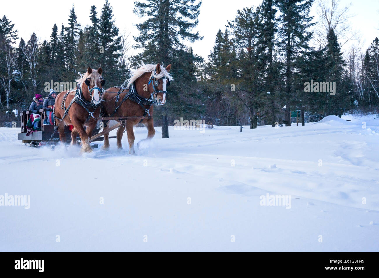 Zwei belgische Zugpferde ziehen Schlitten von Menschen in einer Winternacht, Gunflint Trail, Grand Marais, MN, USA Stockfoto