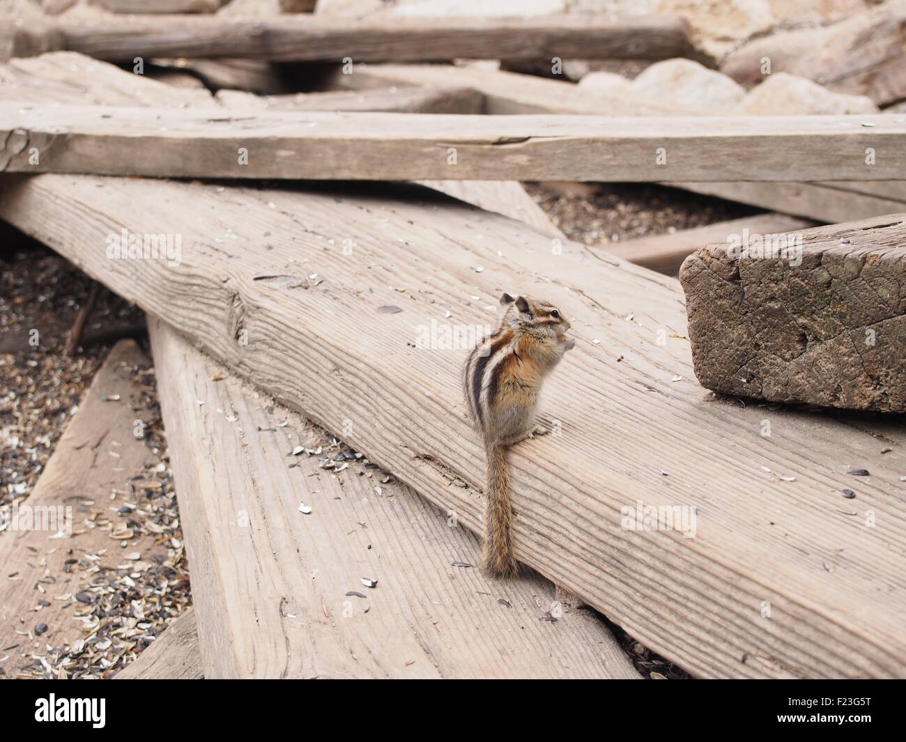 Ein Eichhörnchen Essen eine schwarze Sonnenblumenkerne auf einen Haufen von Holzplanken. Stockfoto