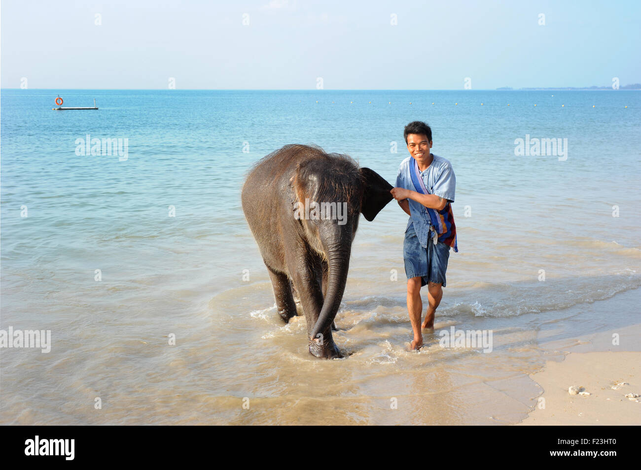 Elefant mit Fußball und Handler am Strand. Khao Lak. Lak-Insel, Thailand Stockfoto