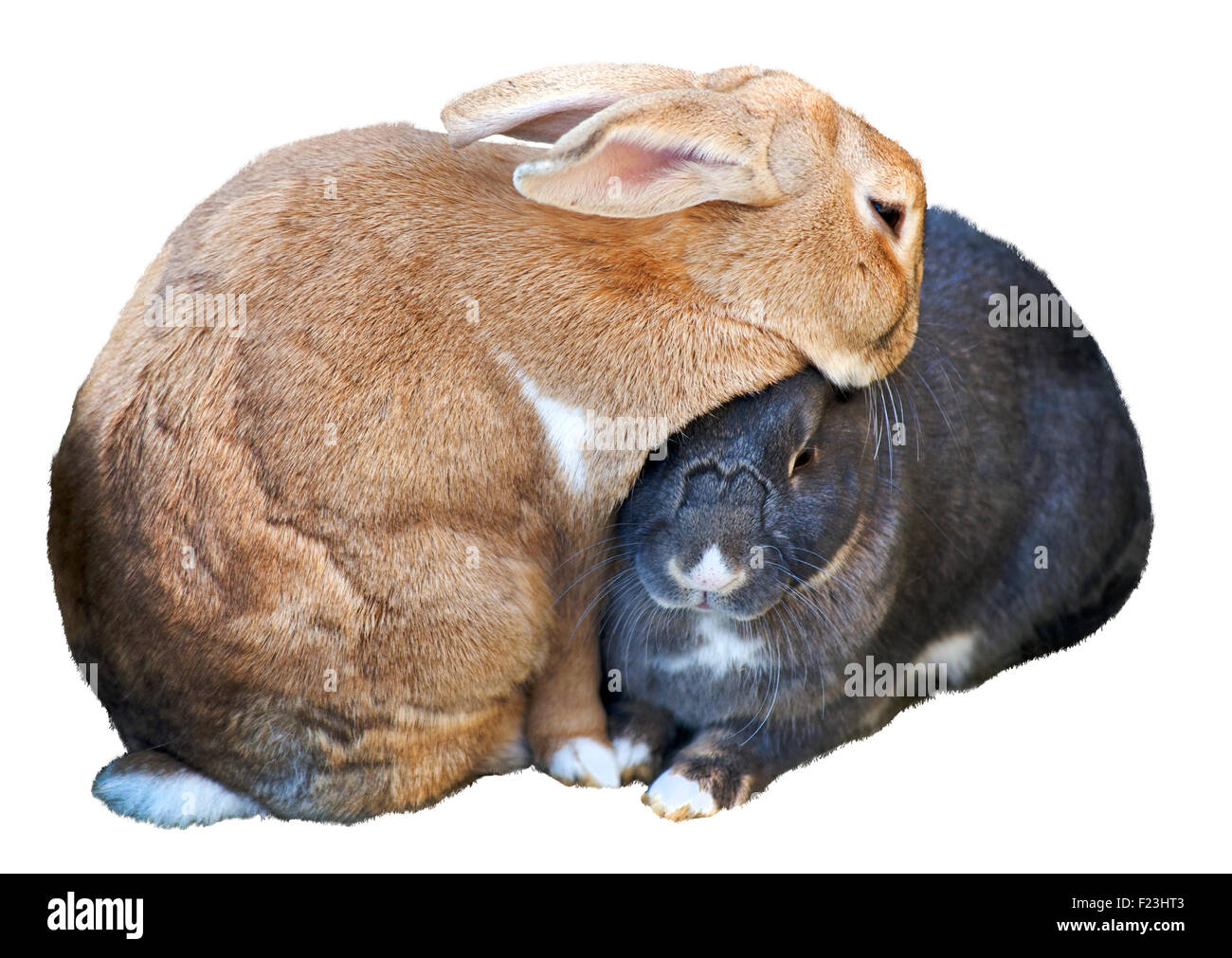 Cutaway von 2 Kaninchen in eine virtuelle Umarmung Stockfoto